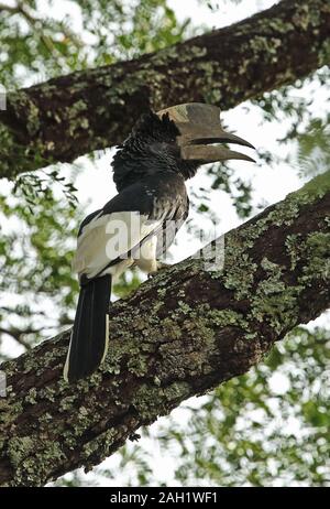 Grau ist Nashornvogel (Bycanistes subcylindricus subquadratus) erwachsenen männlichen auf Zweig Budongo Forest, Uganda November gehockt Stockfoto