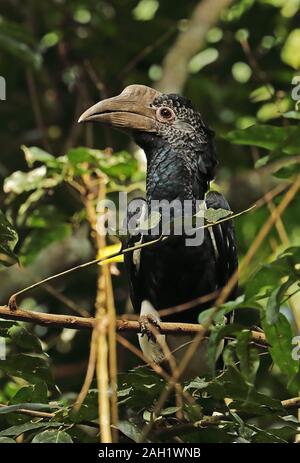 Grau ist Nashornvogel (Bycanistes subcylindricus subquadratus) erwachsenen Weibchen auf Zweig Kibale Forest Nationalpark, Uganda Keine gehockt Stockfoto