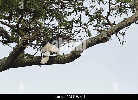 Grau ist Nashornvogel (Bycanistes subcylindricus subquadratus) erwachsenen Weibchen auf Zweig Lake Victoria, Uganda November gehockt Stockfoto