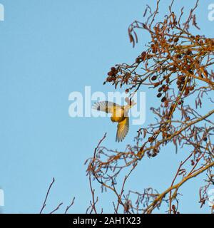 Eurasische Zeisige Stockfoto