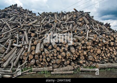 Das Brennholz in der Lager ist mit Kunden, die im Winter für Brennholz beheizt werden geliefert. Stockfoto