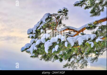 Grüne Nadeln auf Pine Tree Branch mit Schnee auf sanften farbigen Sonnenuntergang bzw. Sonnenaufgang Himmel Hintergrund abgedeckt. Helle Detail in weiß winter natur Stockfoto