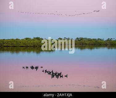 Floating Blässhühner und fliegende Ibis Vögel bei Dämmerung, Merritt Island National Wildlife Refuge Stockfoto