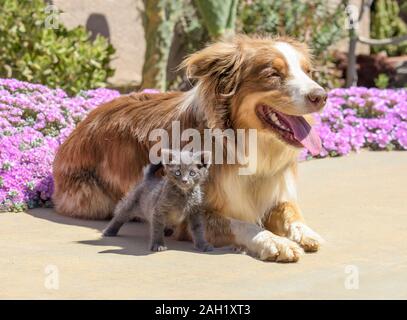 Australian Sheppard mix Hund mit kleinen Kätzchen Stockfoto