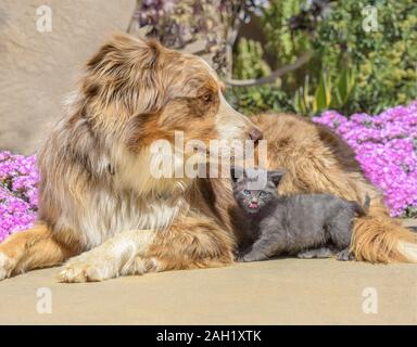 Australian Sheppard mix Hund mit kleinen Kätzchen Stockfoto