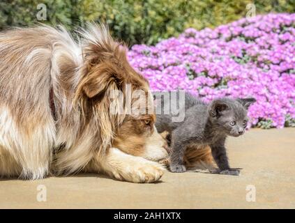 Australian Sheppard mix Hund mit kleinen Kätzchen Stockfoto
