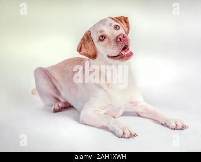 Gelbe Labrador Retriever Hund liegend auf weißem Hintergrund Stockfoto