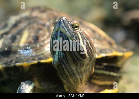 Rot eared Slider Schildkröte Stockfoto