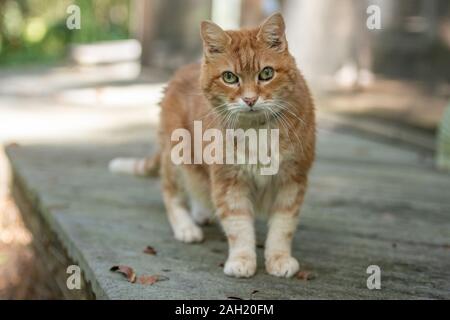 Senior im Alter von Orange tabby Kater. Stockfoto