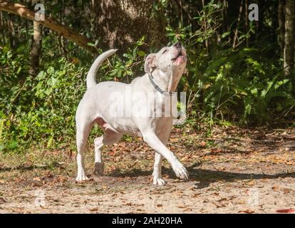 Bellen American Bulldog Stockfoto