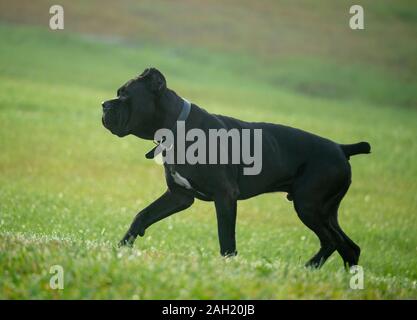 Cane Corso oder italienische Dogge männlichen Jugendlichen Hund Stockfoto