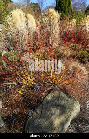 Der Wintergarten an Bodnant Gardens, Wales, Vereinigtes Königreich Stockfoto