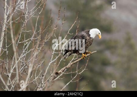 Ein Weißkopfseeadler ist auf der Suche nach Fisch unten im Norden von Idaho. Stockfoto