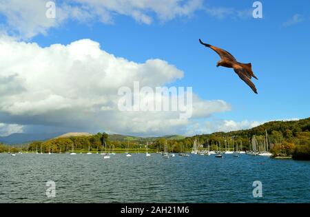 Mäusebussard im Flug über Lake Windermere der größte natürliche See in England in Cumbria Stockfoto