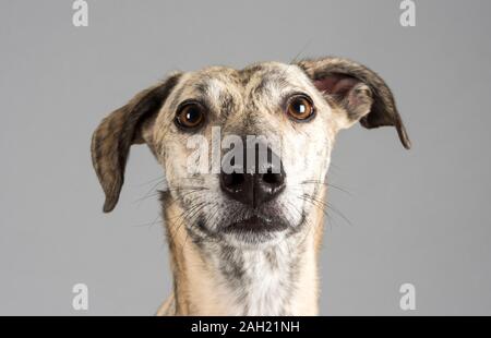 Porträt eines Haustierhundes (Lurcher?) In Großbritannien. Stockfoto