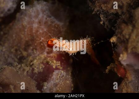 Donald Duck Garnelen (Leander plumosus). Bild wurde in Ambon, Indonesien Stockfoto