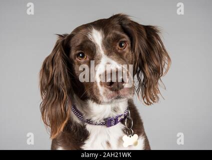 Sprollie (Border Collie x springer Spaniel), Leber und weiß, 5 Jahre verkauft, weiblich, UK Stockfoto