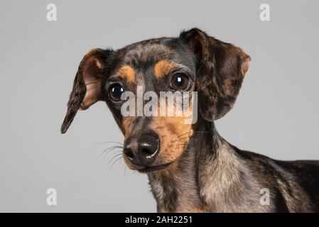 Miniatur-Dachshund-Welpe, 11 Monate alt, Großbritannien. Stockfoto