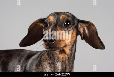 Miniatur-Dachshund-Welpe, 11 Monate alt, Großbritannien. Stockfoto