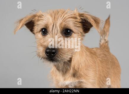 Der Yorkie Russell Welpe (Kreuz zwischen einem Jack Russell Terrier und einem Yorkshire Terrier), 15 Wochen alt, weiblich, UK. Stockfoto
