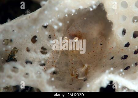 Bryozoan Snapping Shrimp. Bild wurde in Ambon, Indonesien Stockfoto