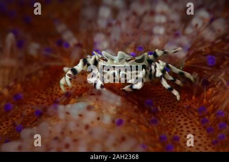 Zebra Seeigel Krabbe (Zebrida adamsii). Bild wurde in Ambon, Indonesien teken Stockfoto