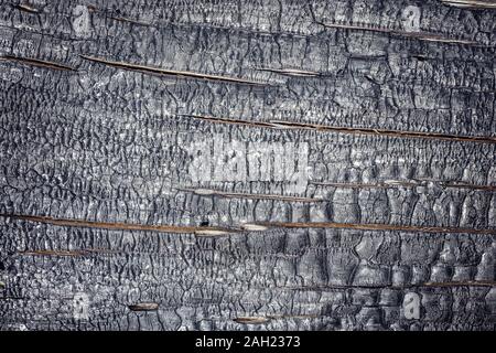 Blick auf die verbrannte schwarze Holzstruktur. Stockfoto