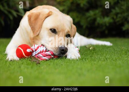 Labrador Retreiver beim Spielen im Garten mit Kugel Stockfoto