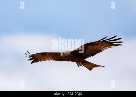 Raubvogel schwarzen Drachen gegen Himmel fliegen, MILVUS MIGRANS, Äthiopien Safari Wildlife Stockfoto