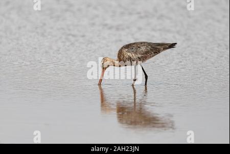 Wasser Vogel, regenbrachvogel Numenius phaeopus, Wader in der großen Familie Scolopacidae. Bahir Dar Äthiopien, Afrika wildlife Stockfoto