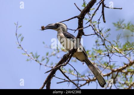 Mittlere Vogel von der Deckens Hornbill weiblich. Tockus deckeni, Lake Chamo, Arba Minch, Äthiopien Tierwelt Stockfoto