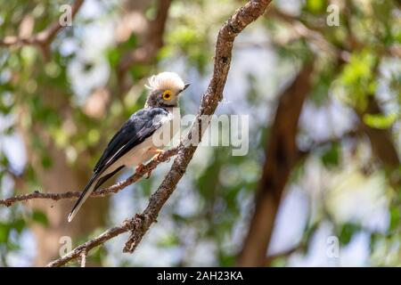 Schöner vogel White-Crested Helmetshrike, Prionops plumatas, auf einem Zweig sitzend. Schwarz und Weiß mit grauen und gelben Kreis um den Ey Stockfoto