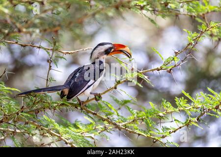 Stecker der mittleren Vogel von der Deckens Hornbill. Tockus deckeni, Lake Chamo, Arba Minch, Äthiopien Tierwelt Stockfoto