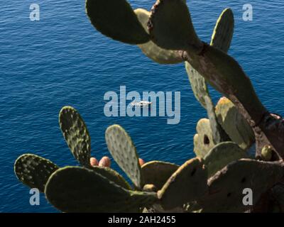 Ein kleines Motorboot in einem grossen Kaktus Baum gerahmt Stockfoto