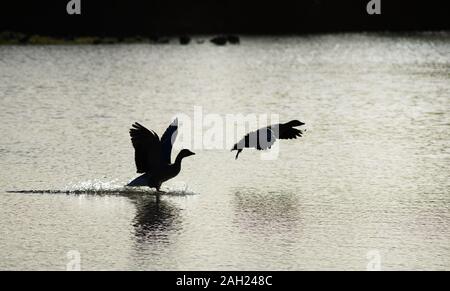 Silhouetten der Vogel auf dem Wasser Stockfoto