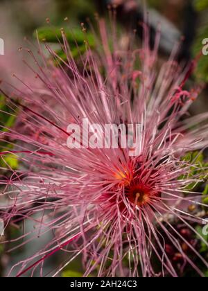 Fairy Duster (Calliandra eriophylla) Blume, Usery Mountain Regional Park, Mesa, Arizona. Stockfoto