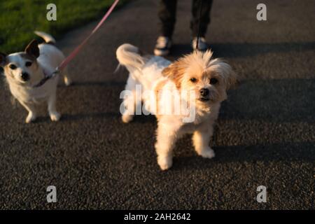 Adorable Maltesischen tan und weiß mix Rasse Hund und ein älterer Jack Russell Terrier für einen Spaziergang auf führt. Die Beine ihrer Eigentümer gesehen werden kann. Die setti Stockfoto