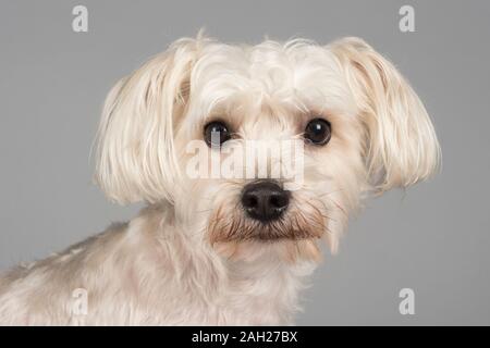 Bichon Yorkie (Kreuzung zwischen einem Bichon Frise und einem Yorkshire Terrier), männlich, 2 Jahre, UK. Stockfoto