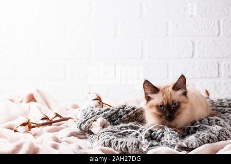 Kleine lustige Kätzchen auf gestrickte Plaid Stockfoto