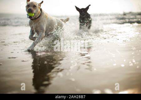 Spielende Hunde am Strand. Stockfoto