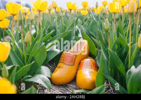 In der Nähe von typischen niederländischen Holzschuhe. Traditionelle Niederlande Holz- Gelb klompen Schuhe stehen auf den Boden zwischen bunten yellow tulip f Stockfoto