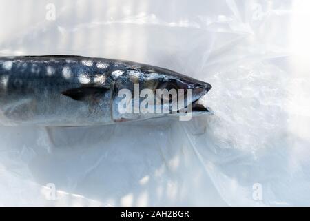 Rohen Fisch essen Plastikbeutel mit weißem Hintergrund in Schutt Meerwasser Umweltverschmutzung Stockfoto