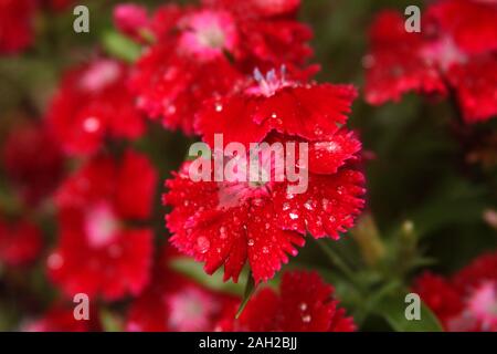 Helle rote Nelke/Dianthus Blumen mit Regentropfen Stockfoto