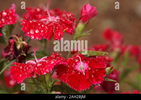 Helle rote Nelke/Dianthus Blumen mit Regentropfen Stockfoto