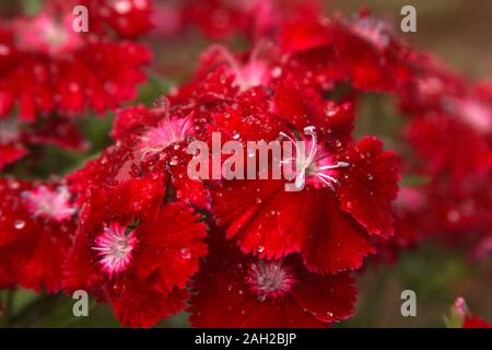 Helle rote Nelke/Dianthus Blumen mit Regentropfen Stockfoto