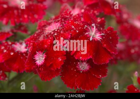 Helle rote Nelke/Dianthus Blumen mit Regentropfen Stockfoto
