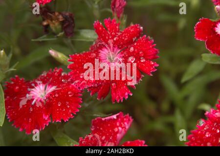 Helle rote Nelke/Dianthus Blumen mit Regentropfen Stockfoto