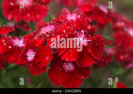 Helle rote Nelke/Dianthus Blumen mit Regentropfen Stockfoto