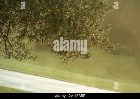 Pflanzen im Hof bei starken Sommerregen. Regen und Sonnenschein. Pine Tree Branches im Regen. Stockfoto