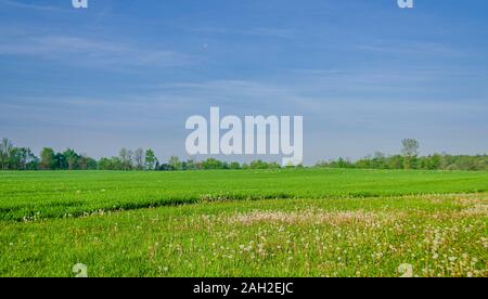 Der Mond, in den abnehmenden gibbous Phase, über einer Wiese in Löwenzahn bedeckt und von hellem Sonnenlicht beleuchtet. Stockfoto